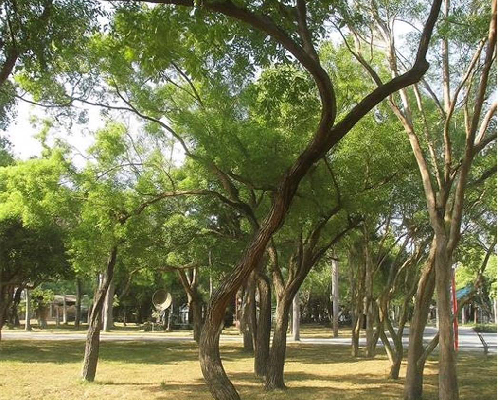 永康砲校創意園區工程設計保留2700棵喬木